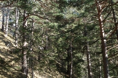 k-alpila-014