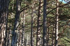 k-alpila-023