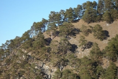 k-alpila-029